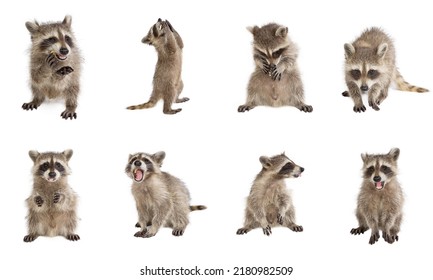 8 fotos de racconos aislados en varias posiciones interesantes sobre un fondo blanco.