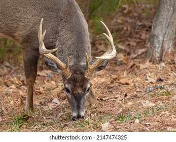 8 Point Buck Grazing at Lake Guntersville State Park in Alabama