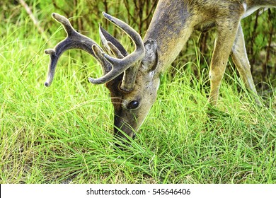 8 point buck in St. Andrews State Park, Panama City, Florida