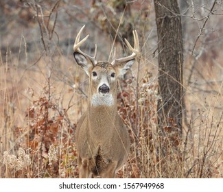 8 point buck White-tail deer at Illinois Beach State Park