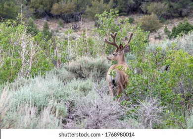 An 8 point Rocky Mountain mule deer (Odocoileus hemionus subsp. hemionus) buck in velvet in Great Basin National Park, White Pine County, Nevada.