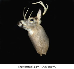 8 point white tail buck
