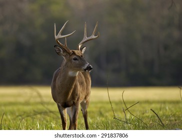 8 Point Whitetail Buck Great Smoky Mountains National Park