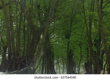 8 upper field, beech bud