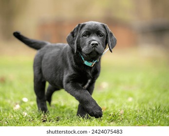 8 week old active black Labrador Retriever puppy enjoying outdoor playtime in meadow - Powered by Shutterstock