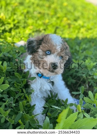 8 week old Aussie Doddle Puppy