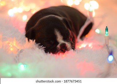 8 Week Old Boston Terrier Puppy Sleeping In A Bed Of Christmas Lights