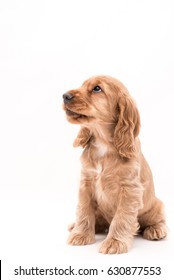 8 Week Old Cocker Spaniel Puppy