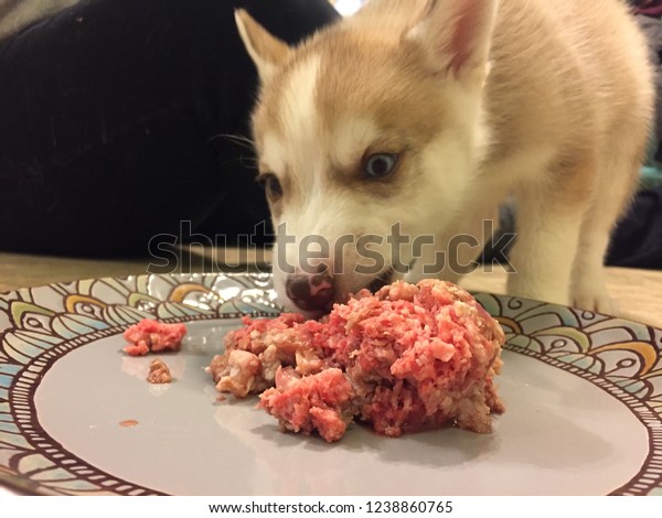 8 Week Old Husky Puppy Eating Stock Photo Edit Now 1238860765