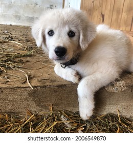 8 Week Old Jogie The Livestock Guardian Dog