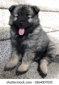 8 Week Old Keeshond Puppy