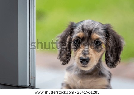 8 week old long haired miniature daschund puppy, Image shows a lone tabby or dapple puppy enjoying a warm day in the garden