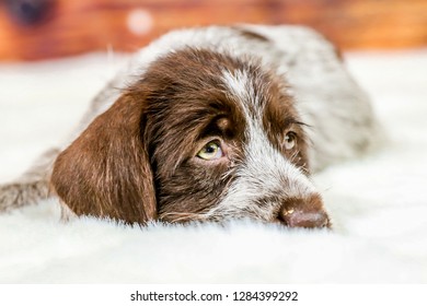 8 Week Old Wirehaired Pointing Griffon