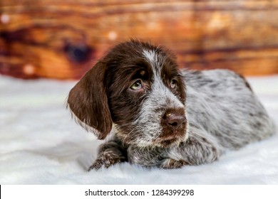 8 Week Old Wirehaired Pointing Griffon