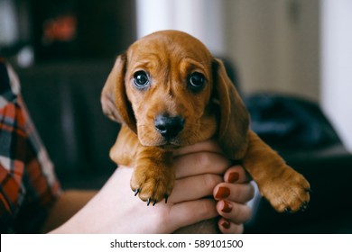 8 weeks old smooth hair brown dachshund puppy held in hands of its female owner that wears a colourful plaid shirt and red manicured nails. First day in forever home.