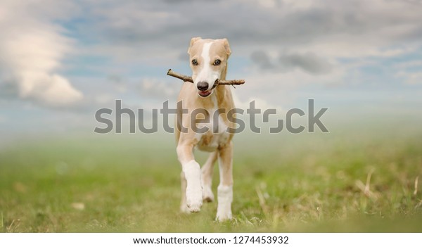 8 Weeks Old Whippet Puppy Stock Photo Edit Now 1274453932