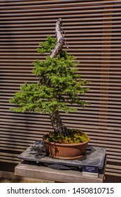 80  Year Old Spruce Bonsai Tree
