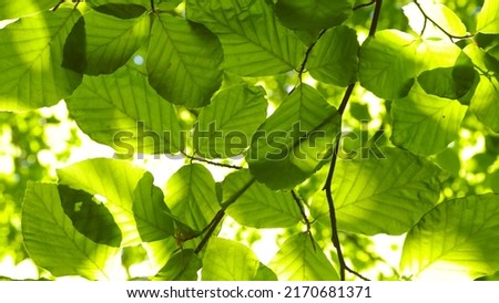 8K resolution. Green leaves of beech tree during sunny day, macro shot