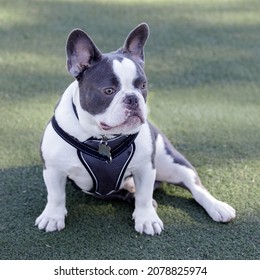 blue pied french bulldogs