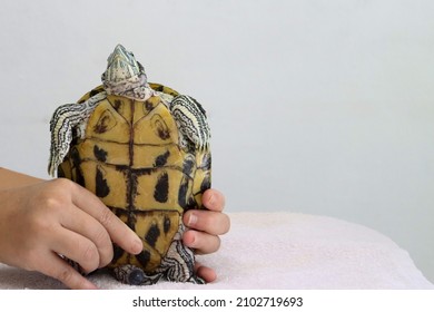 An 8-year-old Female Red-eared Slider Has A Large Lump On The Left Lower Neck. It Is A Pet In Singapore. It Needs Veterinary Treatment. 