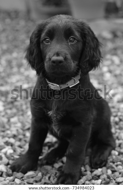 spaniel cross labrador puppies