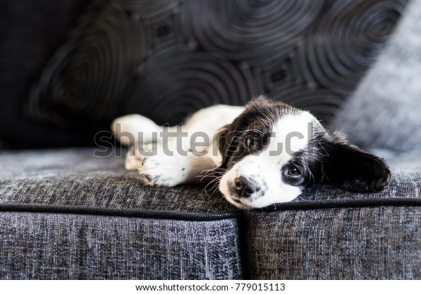 9 week old springer spaniel