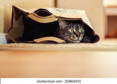 9 year old male tabby cat lying in a brown paper bag -- image taken indoors in Reno, Nevada, USA