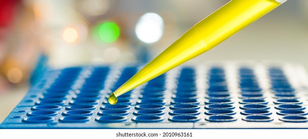 96 well Microtiter plate in genetic laboratory