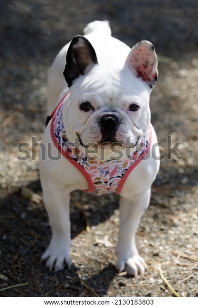 9-Months-Old White Merle French\
Bulldog Female Puppy. Off-leash dog park in Northern\
California.
