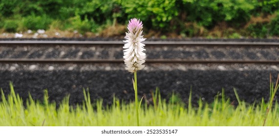 "A delicate touch of nature amidst a world of steel." - Powered by Shutterstock