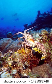 'A lobster's tale'.  A Caribbean spiny lobster watches divers from the depths of a wall.  Photo taken in the Exuma Cays, Bahamas in 2003.