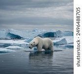 "A polar bear swimming through icy waters, surrounded by floating icebergs."
