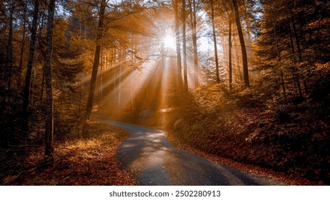 "A ray of light guides the path through the autumn forest." 🍂 📍 Switzerland 🇨🇭 - Powered by Shutterstock