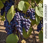 "A vine of purple Concord grapes in a vineyard, their plump, round shapes ripe for harvest, set against a rustic countryside backdrop."