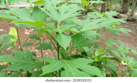 "A wild plant growing behind the house, lush and green with dense foliage. Its leaves spread widely, creating a thick, natural canopy that adds a touch of vibrant greenery to the backyard."

 - Powered by Shutterstock