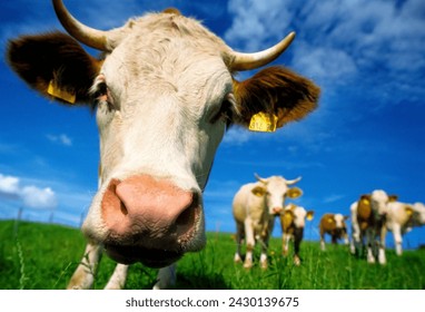 A0M4RP Closeup Portrait of cow and herd in Bavaria germany - Powered by Shutterstock