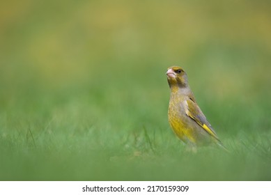 Aa Male European Greenfich Is Sitting In The Meadow (Chloris Chloris)