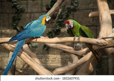 Aa Parrot A Genus Of Birds In The Parakeet Family.