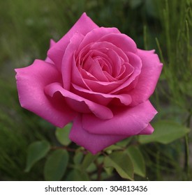 Aachener Dom Hybrid Tea Rose