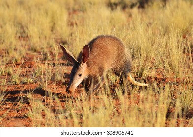 Aardvark