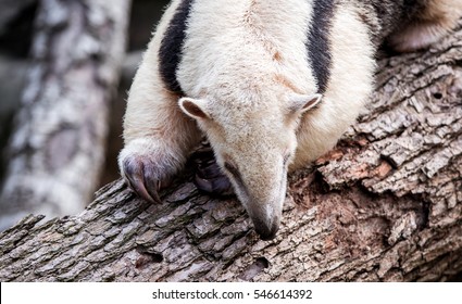 Aardvark