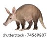 aardvark isolated