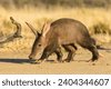 aardvark head