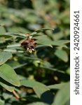 Aarons beard branch with empty seed pod - Latin name - Hypericum calycinum