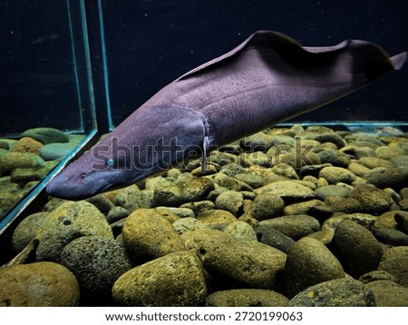 Aba-aba knife fish gliding over river stones in an aquarium, showcasing its elongated body, electric fish traits, and freshwater habitat.