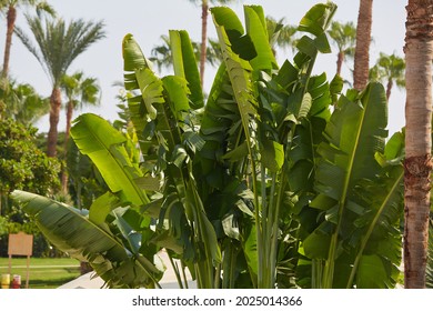 Abaca and palms. Banana textile Palm trees on the coast of the Sinai Peninsula. Date palm and abaca in Egypt.