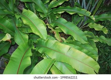 Abaka banana or Musa textilis, also known as Manila banana and fiber banana, is a banana species native to the Philippines but grows well in Indonesia.