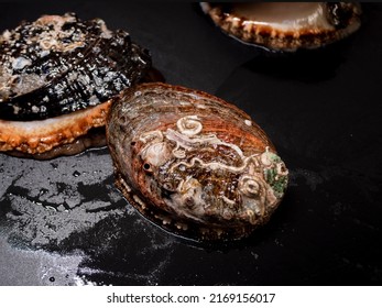 Abalone Food Marine Life Animal