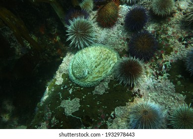 Abalone haliotis sitting on a rock among sea urchins in the Cape town kelp forest.