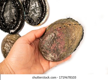 Abalone or Paua shell in Hand with background.New Zealand Paua shell. 